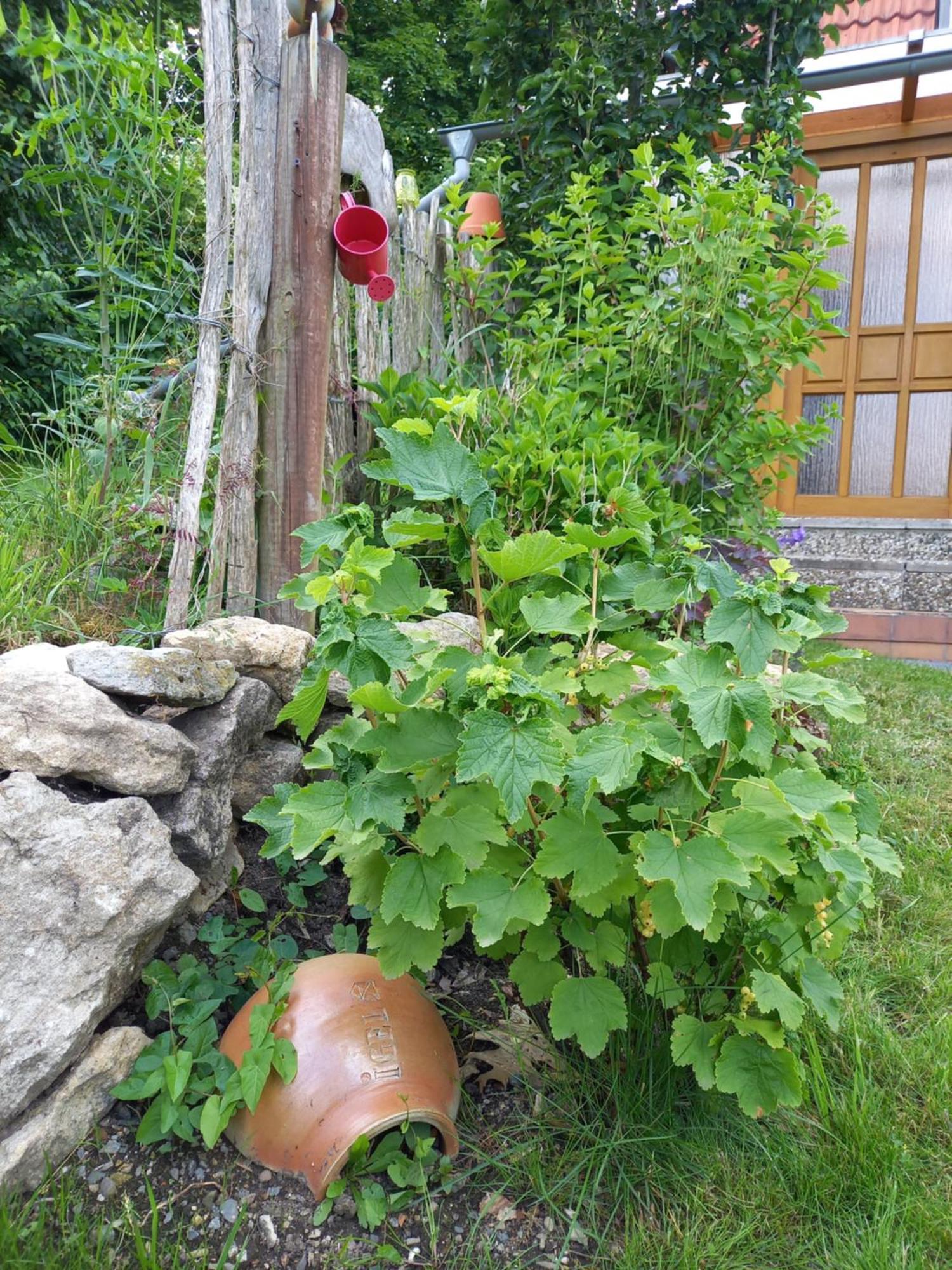 Villa Elfenhaeuschen Mit 3 Dtv Sternen Ausgezeichnet Bad Harzburg Exterior foto