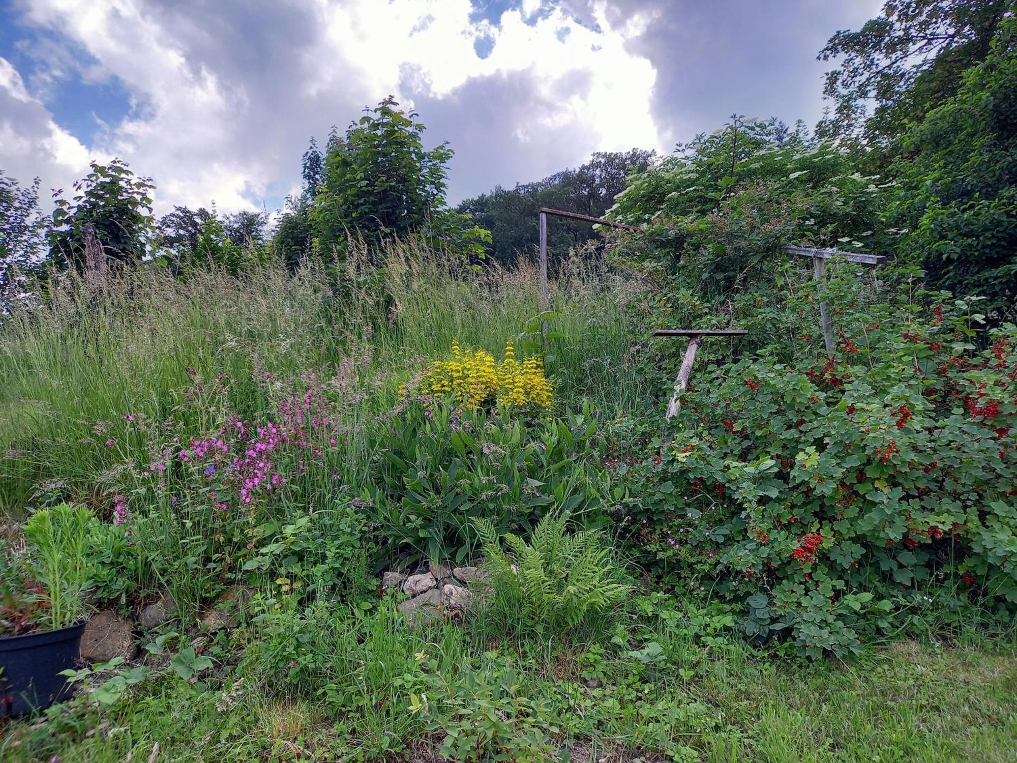 Villa Elfenhaeuschen Mit 3 Dtv Sternen Ausgezeichnet Bad Harzburg Exterior foto